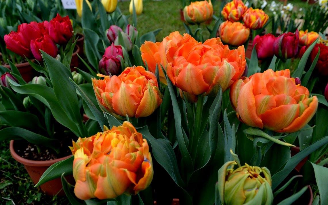 Floribunda. Collezionisti di fiori nel parco 04